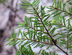 western hemlock needles graphic